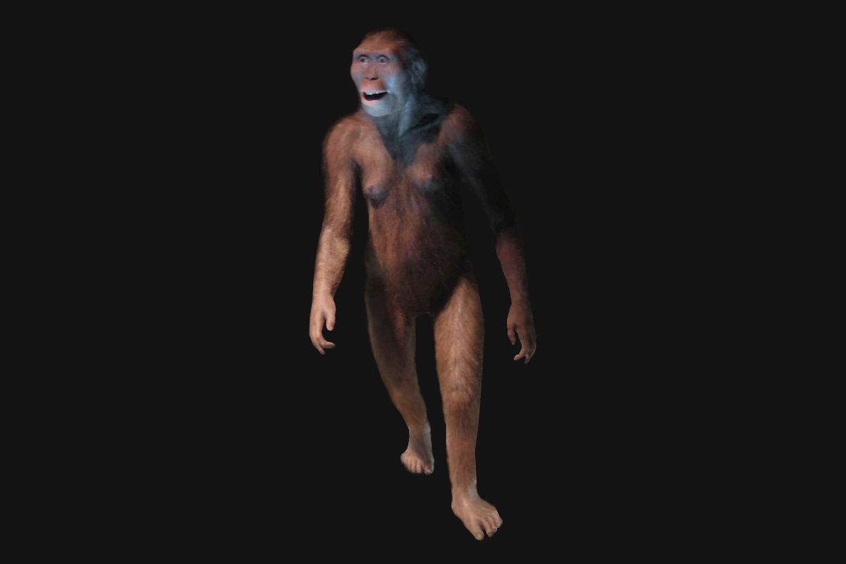 hominidos-autralopithecus-1