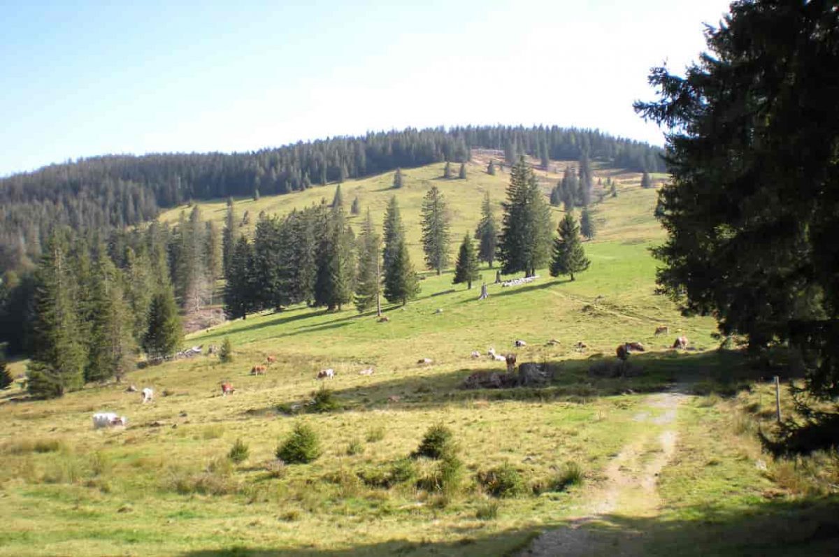 Selva Negra de Alemania, Schwarzwald